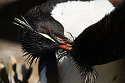 Picture 'Ant1_1_0261 Rockhopper Penguin, Falkland Islands, West Point, Antarctica and sub-Antarctic islands'